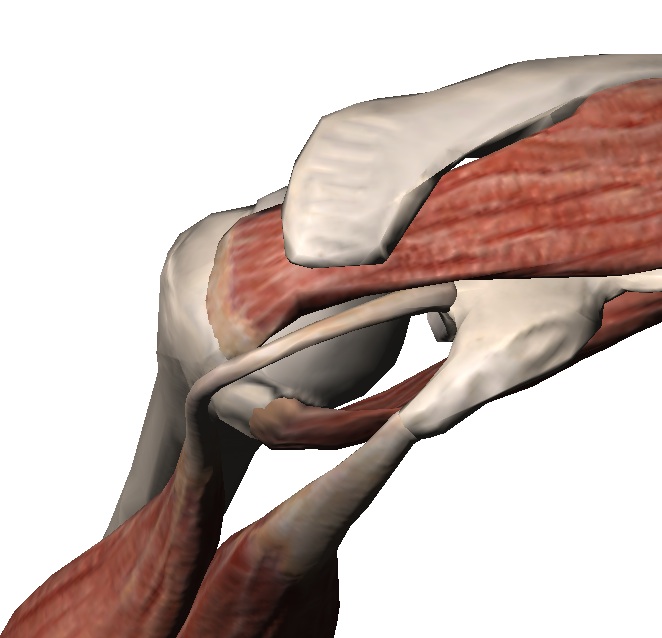 voute relation anatomique entre la voute  acromioclaviculaire et sus épineux